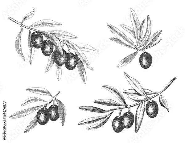 Fototapeta Hand drawn olive tree branch set with olive fruit and leaves. Vintage botanical vector collection isolated on white background. Engraved style. Botanical sketch in retro engraved style.