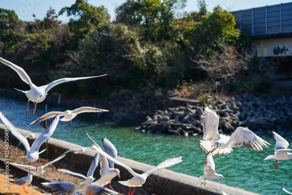 Fototapeta 静岡県の浜名湖の横の線路の上を飛び交うカモメ達