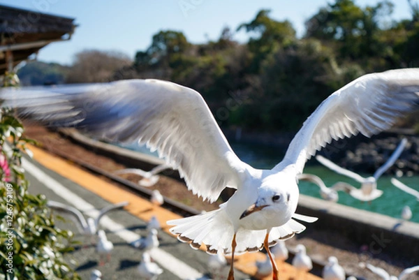 Fototapeta 静岡県の浜名湖の横の線路の上を飛び交うカモメ達