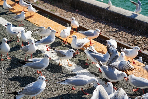 Fototapeta 駅のホームに集まるカモメ達