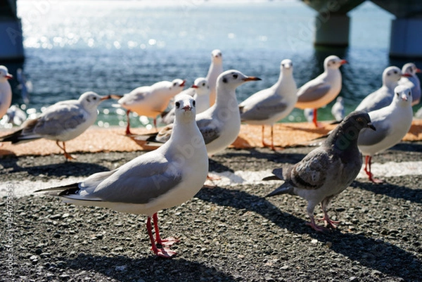 Fototapeta 駅のホームで餌を待っているユリカモメ達