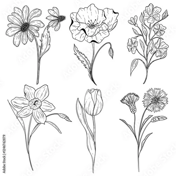 Obraz Flowers. Set of six plants in black and white colors. Graphics. Chamomile, poppy, tulip, daffodil, basil, field flowers. Botanical coloring. 