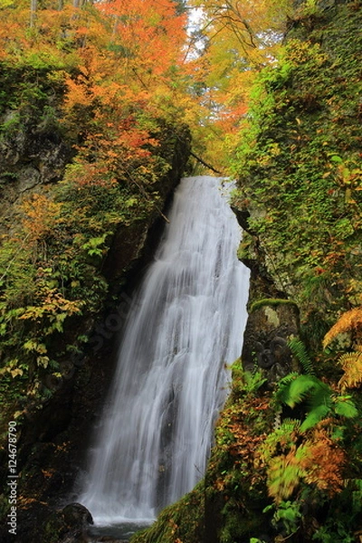 Fototapeta 八幡平　紅葉の不動の滝