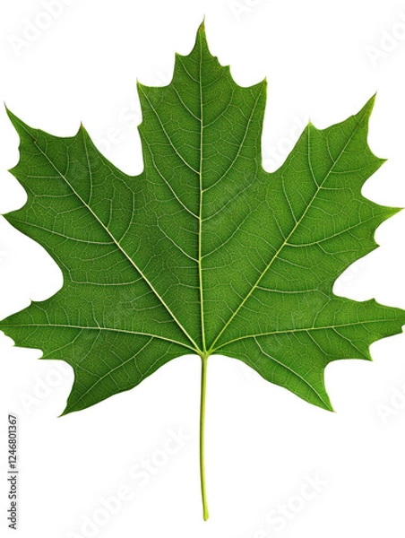 Obraz Green maple leaf, white isolate background
