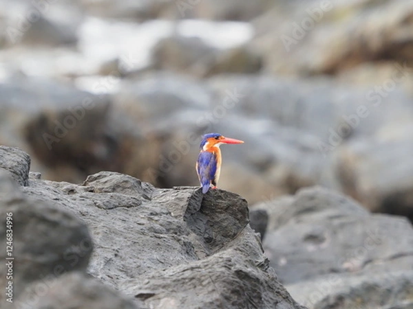 Obraz Principe kingfisher on volcanic rocks