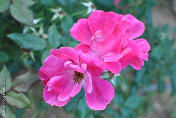 Obraz Rose - knockout