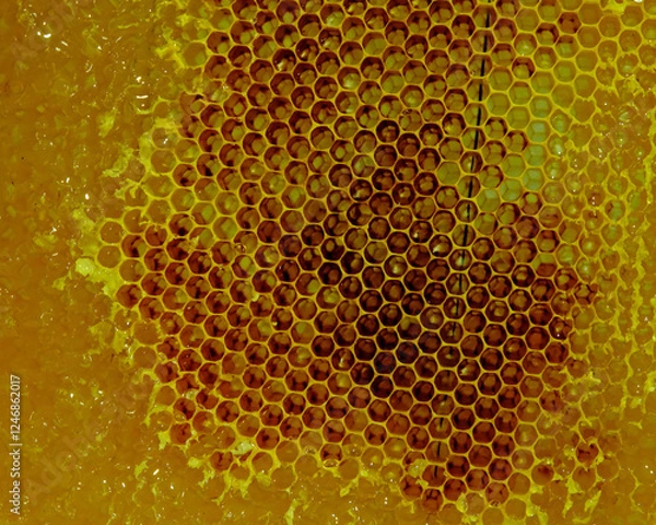 Obraz close up of honeycomb