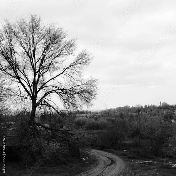 Obraz lonely tree in the fog