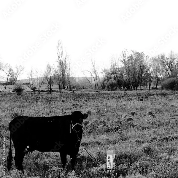 Obraz cows on a farm
