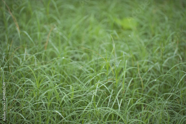 Fototapeta Grass with water dew in the early morning.