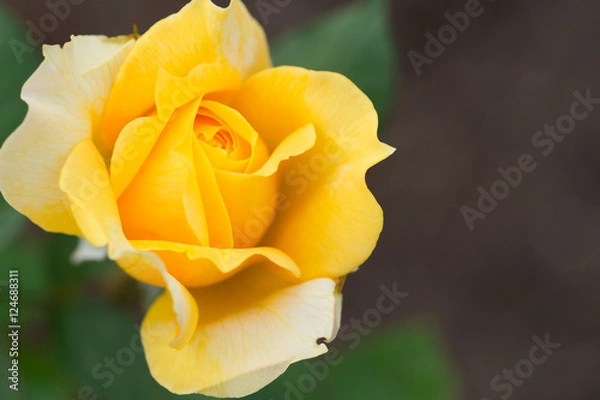 Fototapeta バラ　ゴールデン・グロー