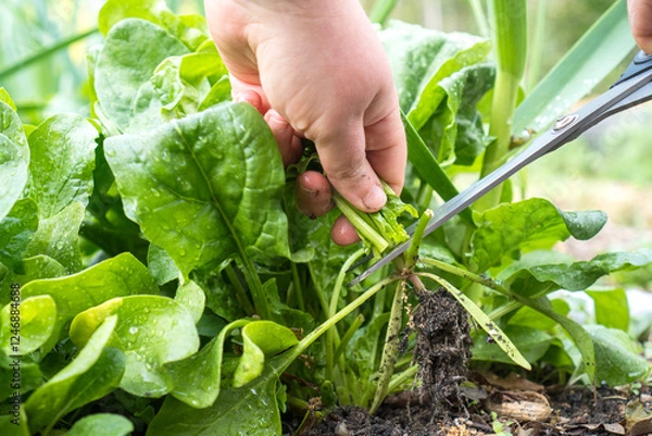 Fototapeta Harvesting Spinach with Scissors / Cutting fresh spinach leaves with garden scissors in an organic vegetable garden, demonstrating efficient harvesting methods