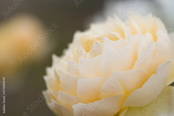 Fototapeta バラ　シャルロット・オースティン