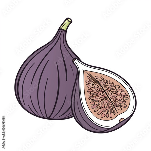 Obraz Fig fruit vector art illustration