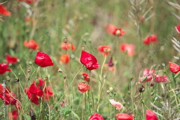 Fototapeta ポピー