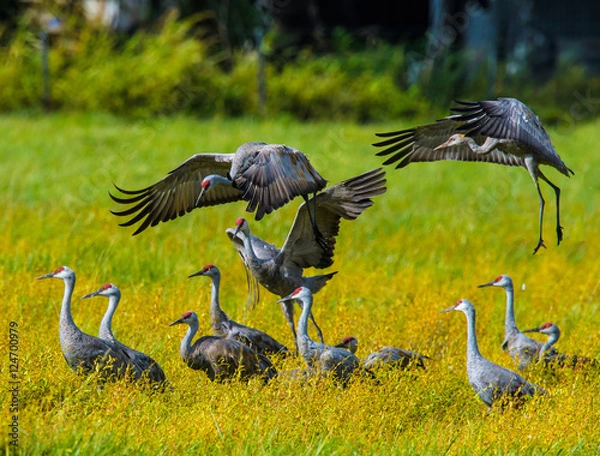 Fototapeta Sandhill Cranes dancing and frolicking in yellow flower fields