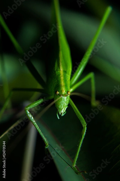Obraz Grasshopper big green leaf