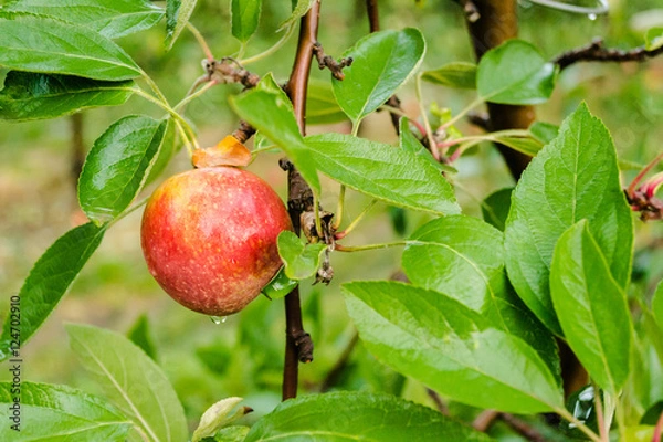 Fototapeta Red apples on the tree