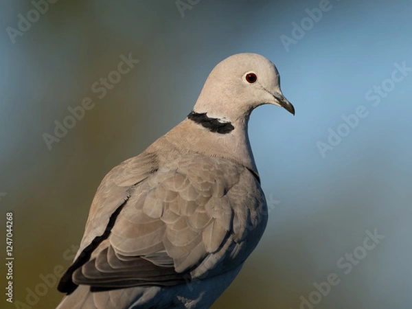Fototapeta Eurasian Collared-Dove