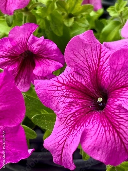 Obraz Beautiful bright pink petunia flowers are showing off on a sunny day. Close-up, front view, photo.