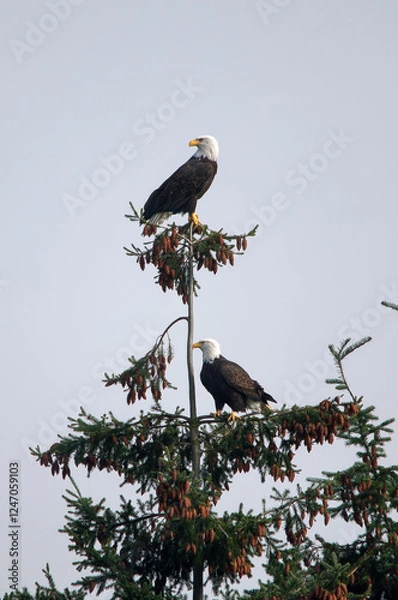 Fototapeta bald eagle couple in the tree
