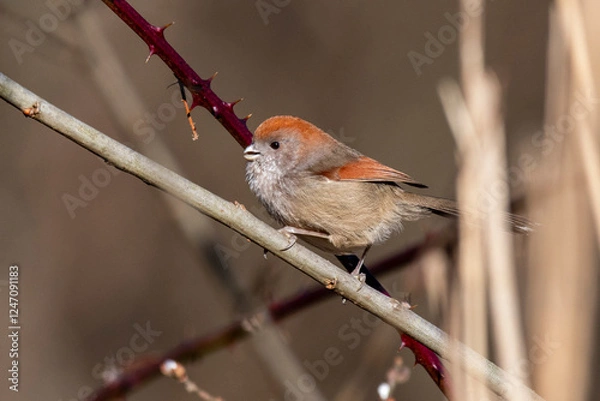 Obraz Panuro di Webb
