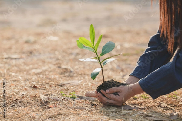 Fototapeta Seedling in hand World environment concept for clean air The concept of restoring dry nature giving birth to new life