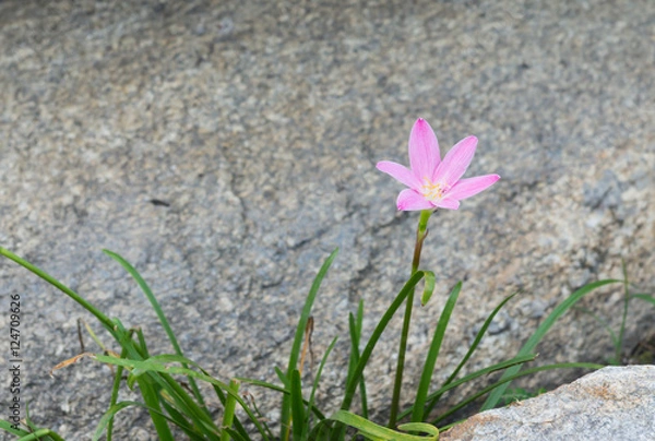 Obraz pink flower between rocks