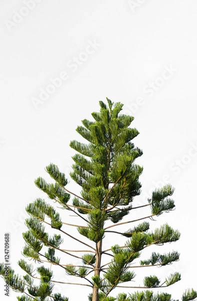 Obraz pine branches on white background