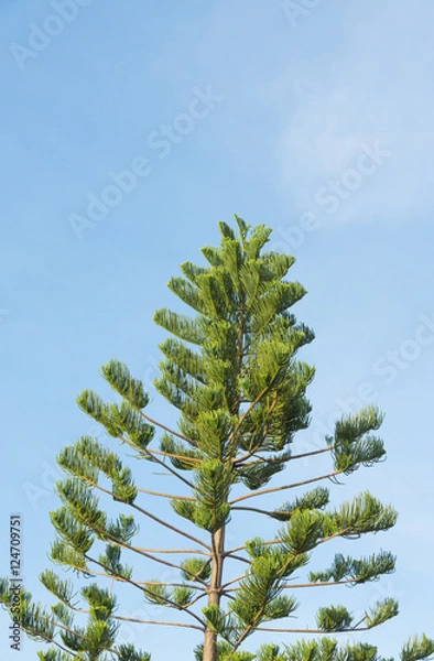 Obraz pine branches on blue sky
