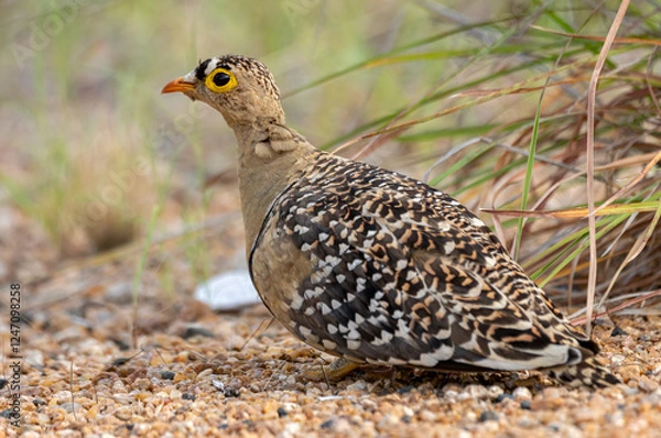 Obraz Braam Collins - Copyright