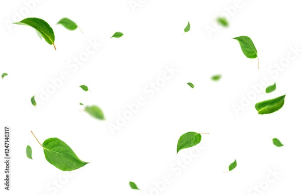 Fototapeta swirling green leaves highlighted on a transparent background