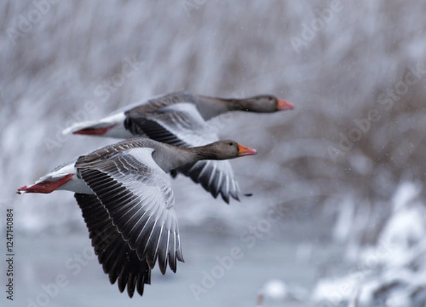 Fototapeta Pair of greylag geese flying in front of snow covered reeds after late April heavy snowfall in Helsinki, Finland in coldest blackberry winter in decades.