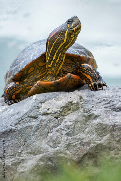 Obraz A vibrant painted hicotea turtle perched on a rock near tranquil water, showcasing stunning natural colors and patterns. A serene depiction of wildlife in its habitat, perfect for nature-themed uses.