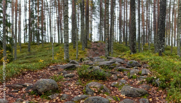 Fototapeta Rocky Forest Trail Winding Through Dense Pine and Birch Trees with Mossy Undergrowth