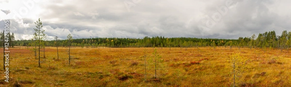 Fototapeta Expansive golden peatland with young pine trees under dramatic cloudy sky surrounded by boreal forest in autumn