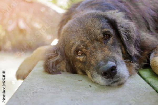 Fototapeta lovely lonely dog waiting for its ower, shallow depth of field, sunshine effect