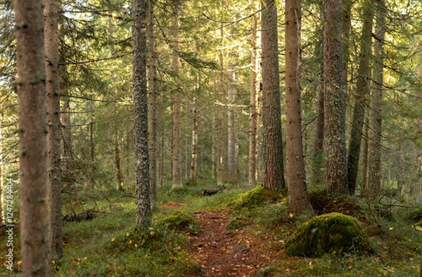 Fototapeta Tranquil forest path meandering through moss-covered ground and towering trees bathed in golden sunlight