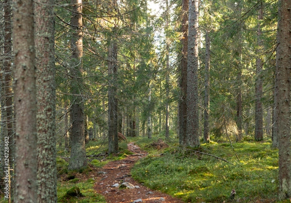 Fototapeta Tranquil forest path winding through lush greenery and towering evergreen trees bathed in warm golden sunlight
