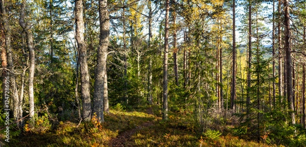 Fototapeta Sunlit Forest Path Winding Through Tall Pine and Birch Trees with Lush Undergrowth in Nordic Wilderness