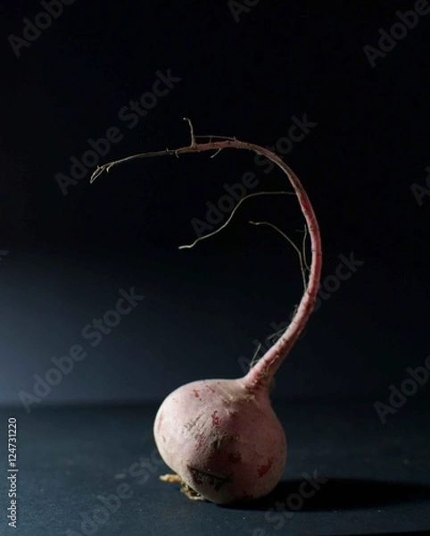 Obraz Barbabietola rossa