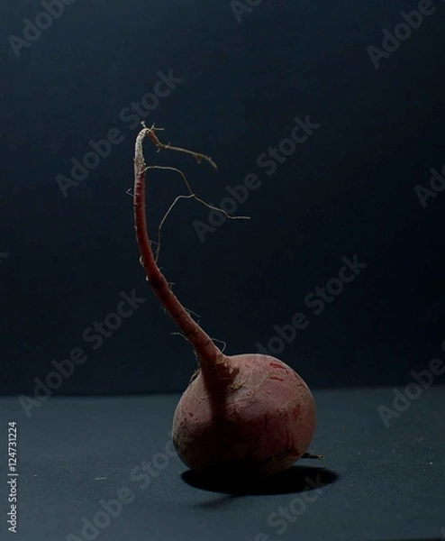 Obraz Barbabietola rossa