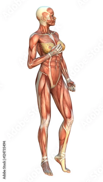Obraz 3D Rendering Muscle Maps