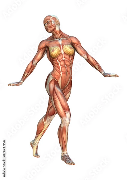 Obraz 3D Rendering Muscle Maps