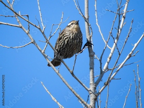 Obraz Female red-winged blackbird