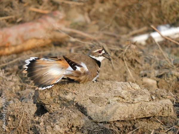 Obraz Killdeer display