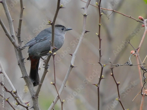 Obraz Gray Catbird