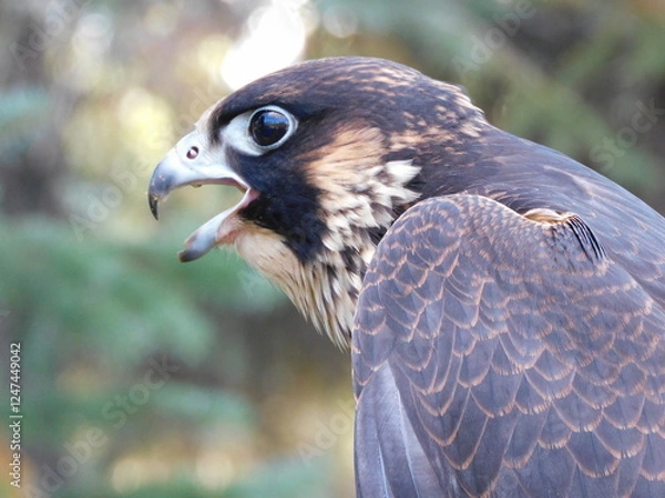 Obraz peregrine falcon 