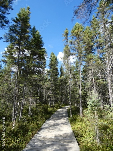 Obraz Boardwalk though forest 