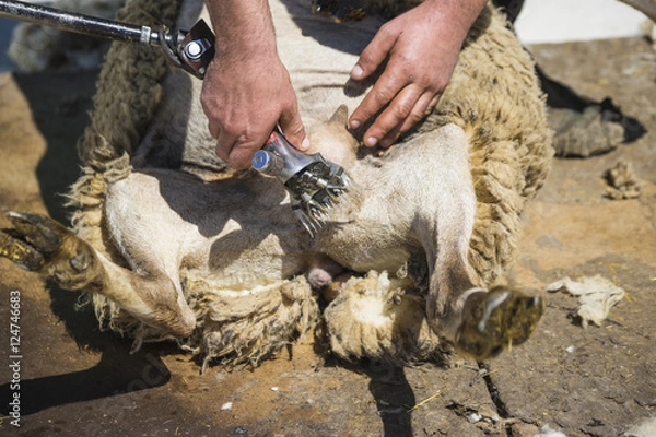 Fototapeta Sheep shearing